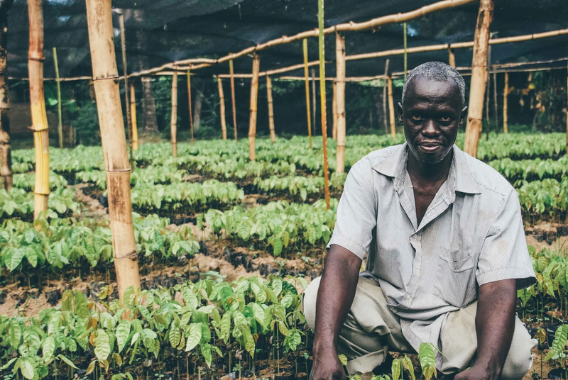 A farmer with cacao plants in Tanzania