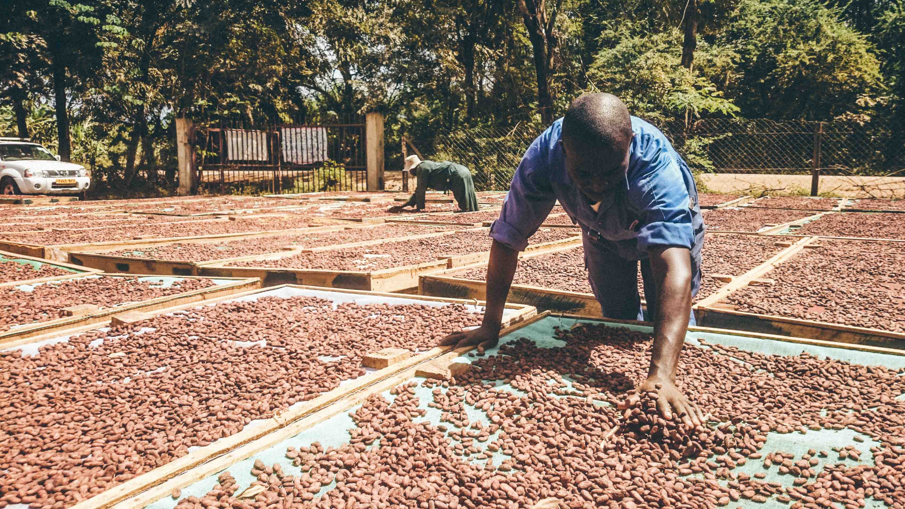 Farmer checking cacao beans at Kokoa Kamili farm